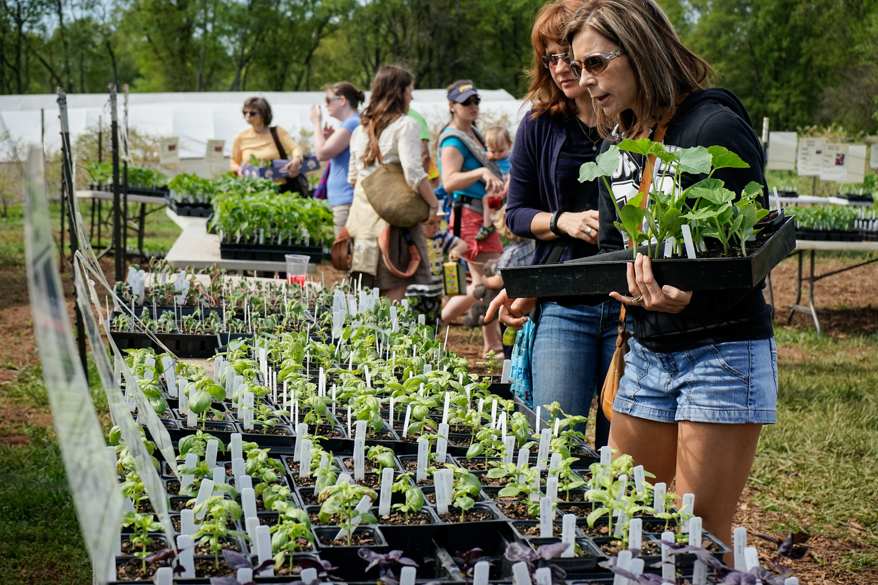 Part 2 of 4: Spring Plant Sale: the plants and varieties we offer