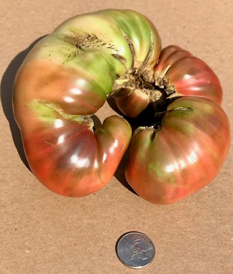 Ugly Tomato Gazpacho